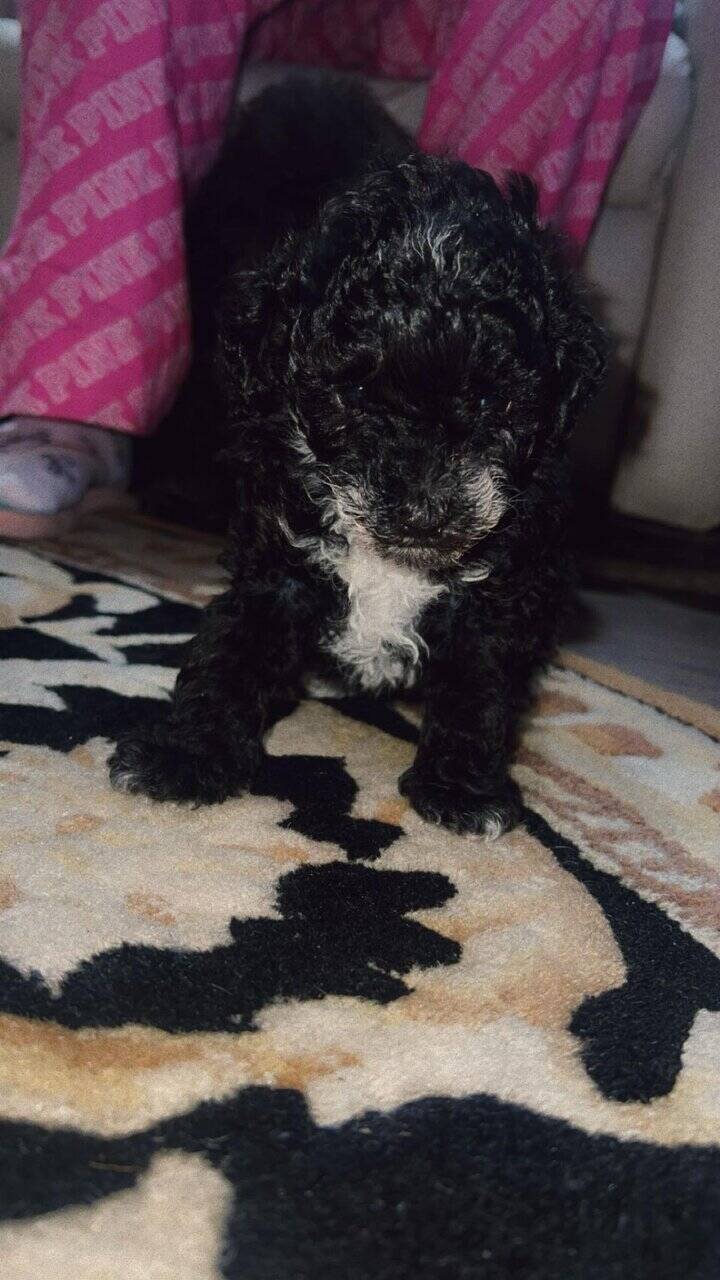 Teacup female poodle image 3