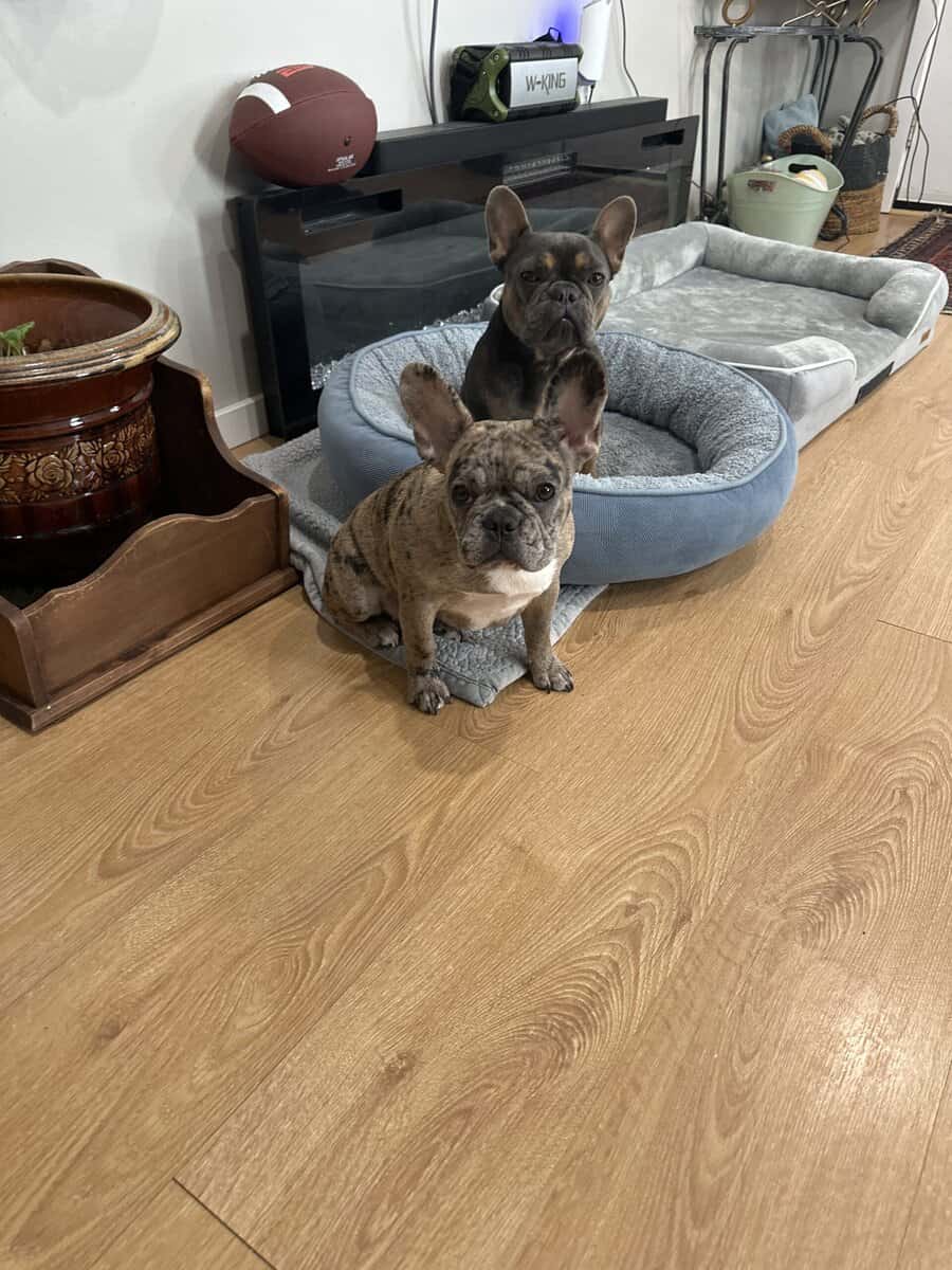 French Bulldog Puppy image 2