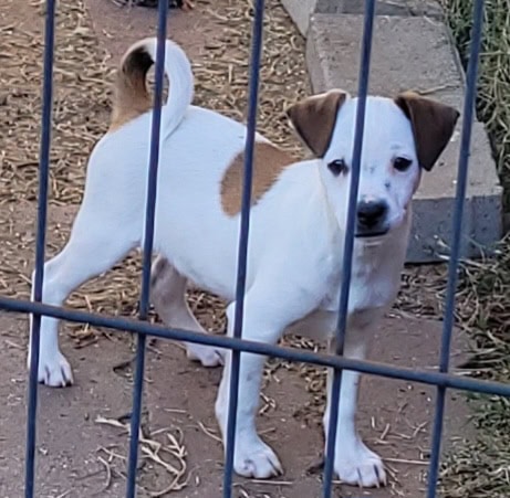 Jack russell male puppy image 1