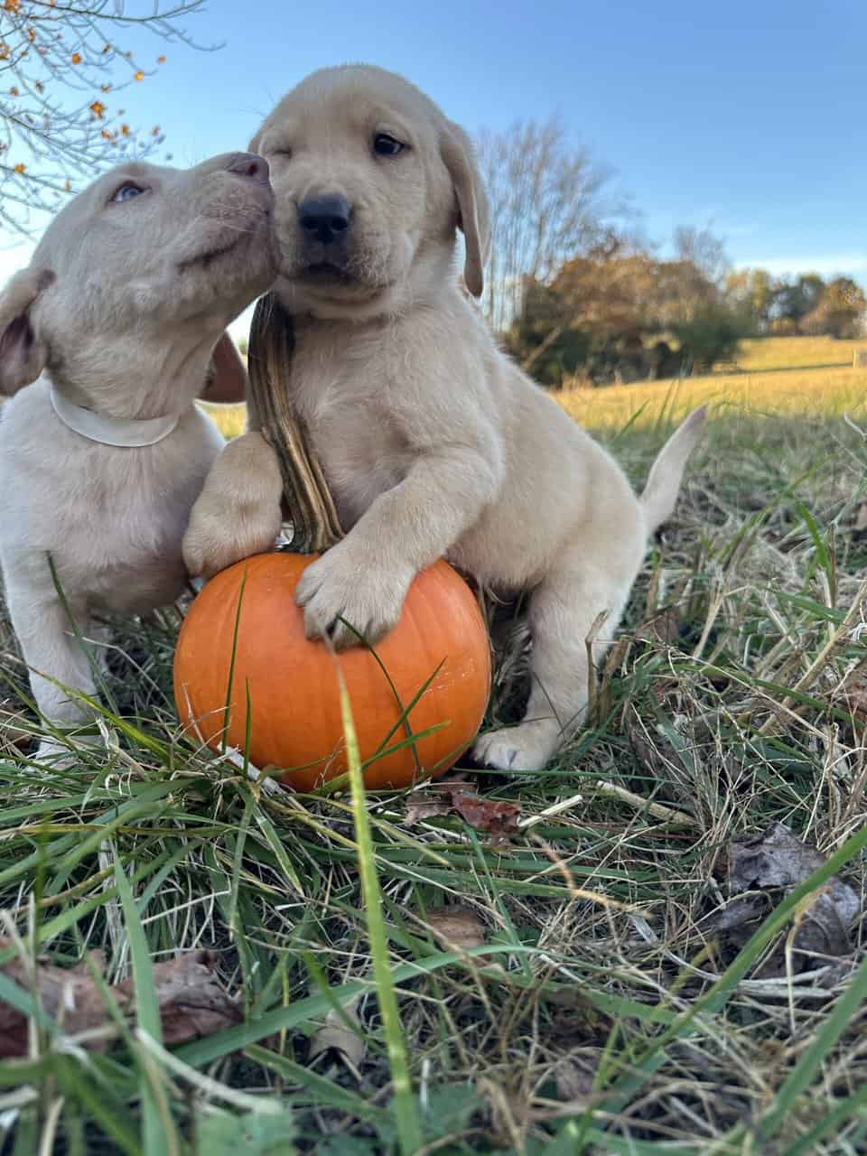 Yellow Lab Puppies image 4
