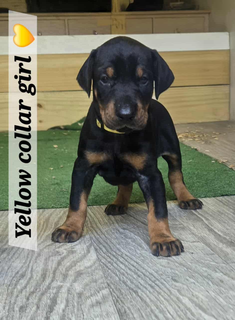 AKC Registered European Doberman image 2