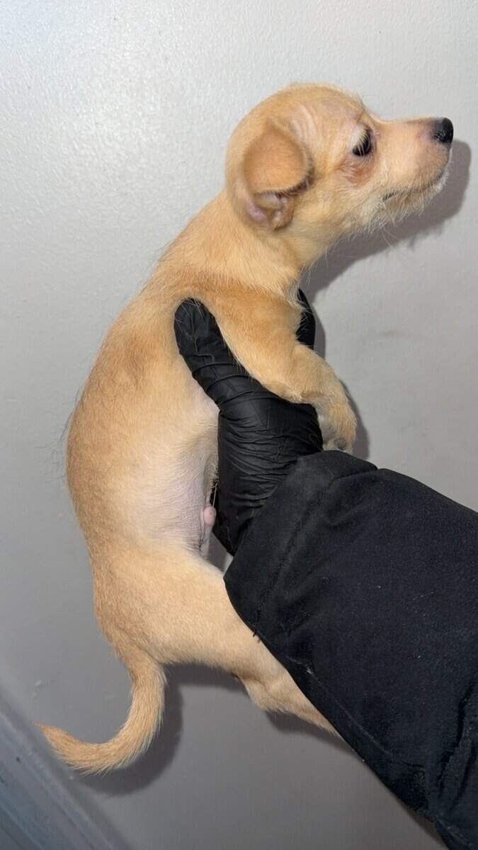 Pure breed chihuahua image 3