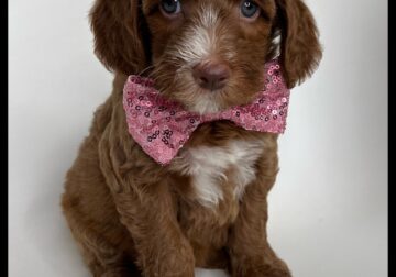 Sally Thanksgiving/Christmas Puppy!