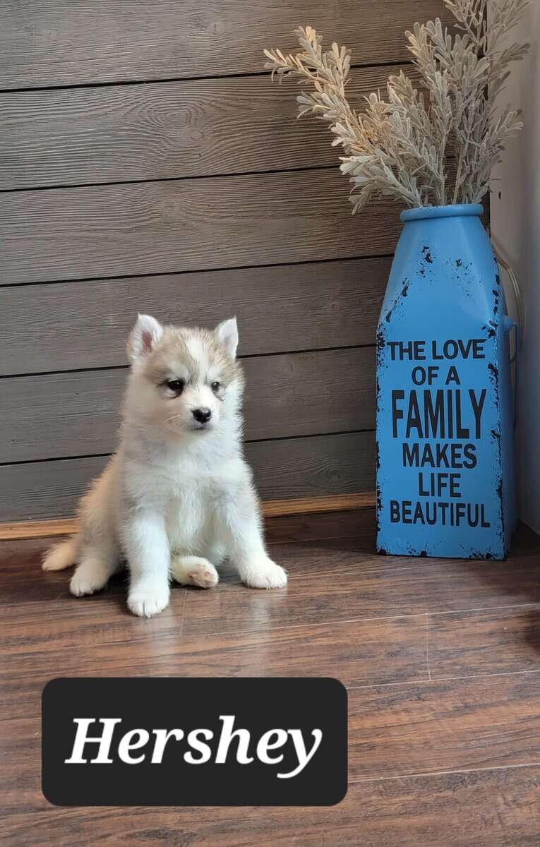 Samusky (siberian somoyed) image 2