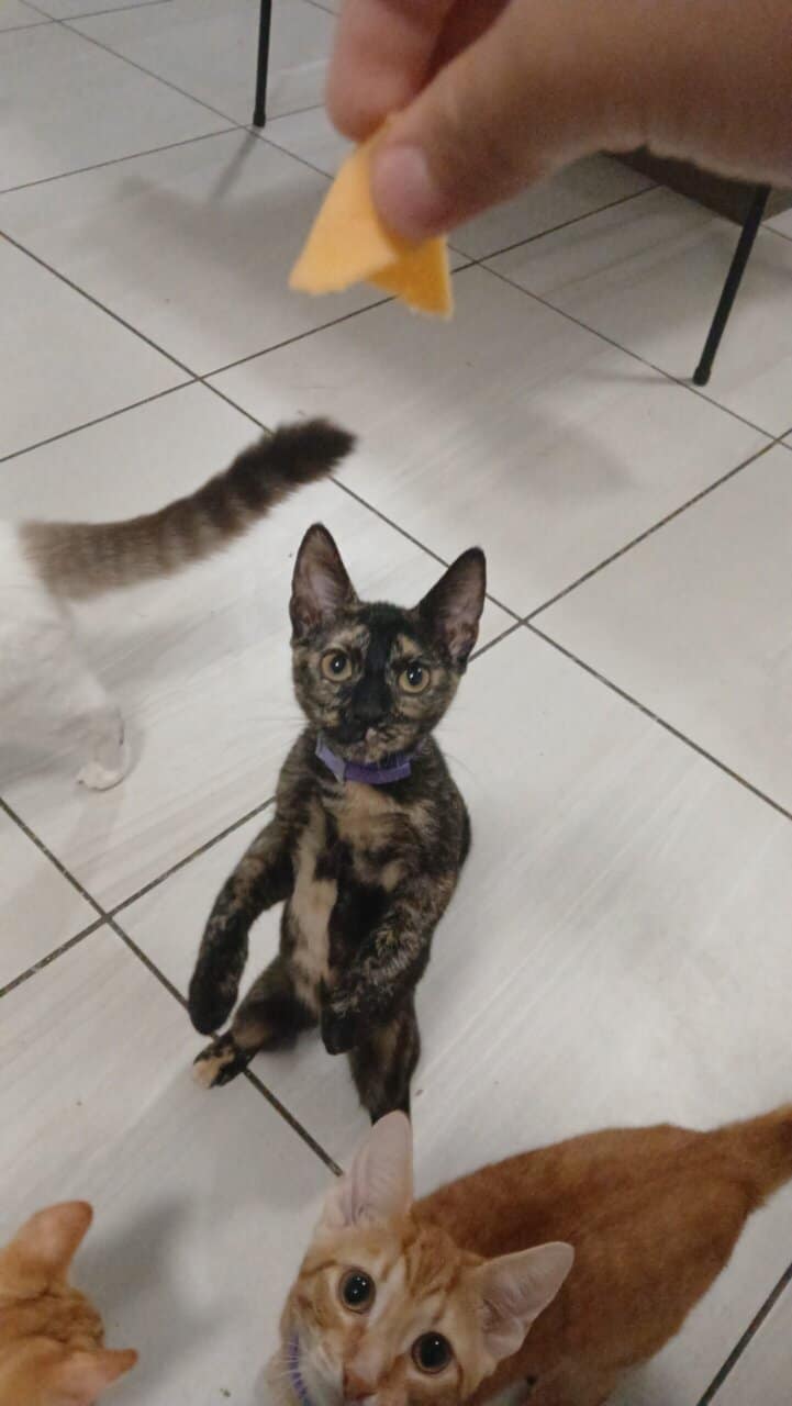 5 month old kittens image 3