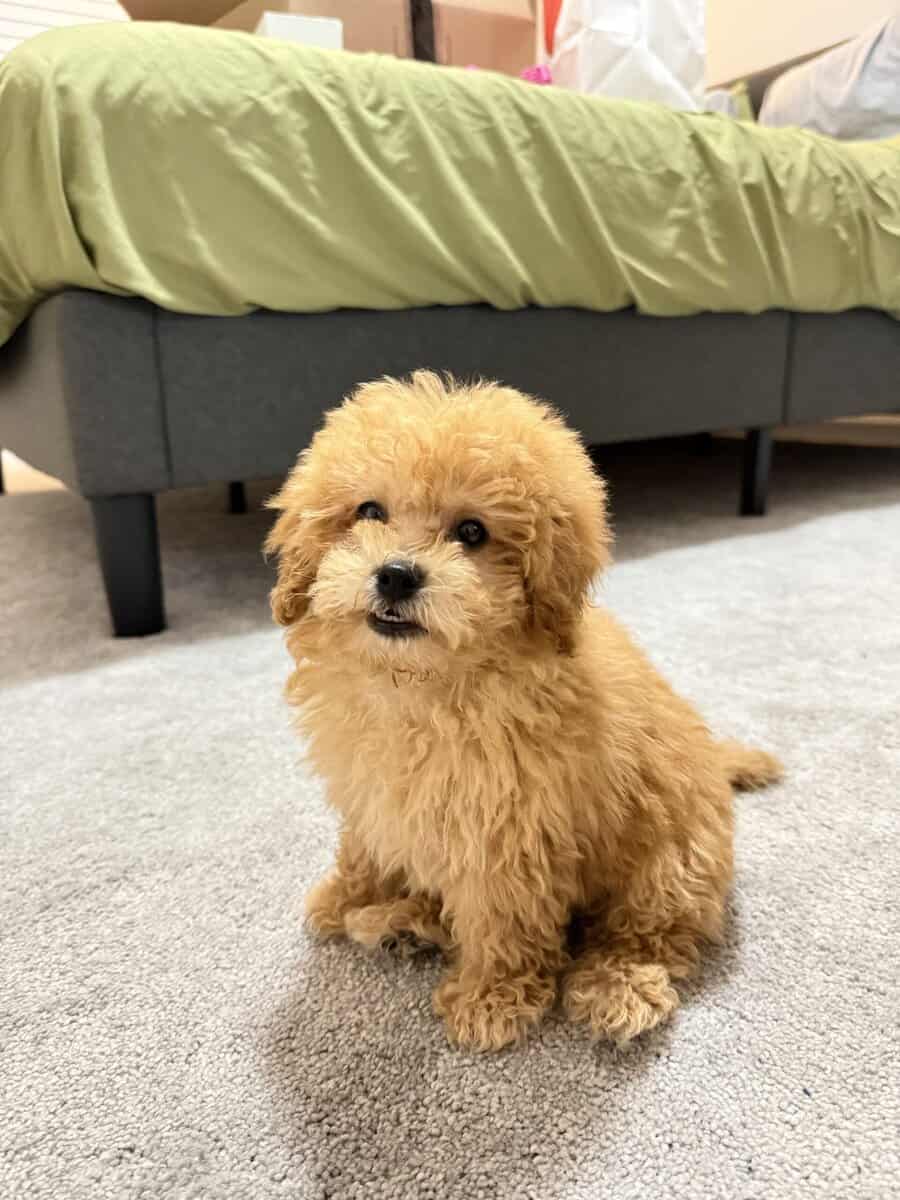 ✨ Mini Golden Doodle Puppy – 9 Weeks Old – “Lola” image 1
