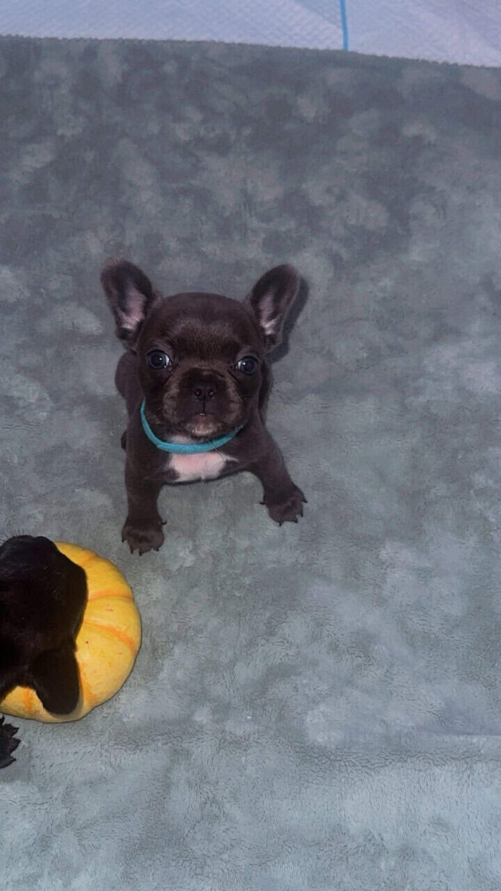 AKC Frenchie pups image 7