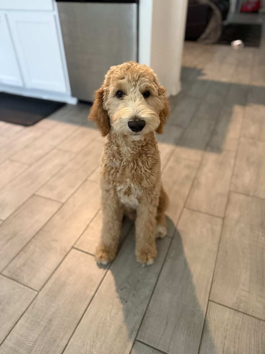 Fully Trained 6 Month Old Goldendoodle Puppy image 8