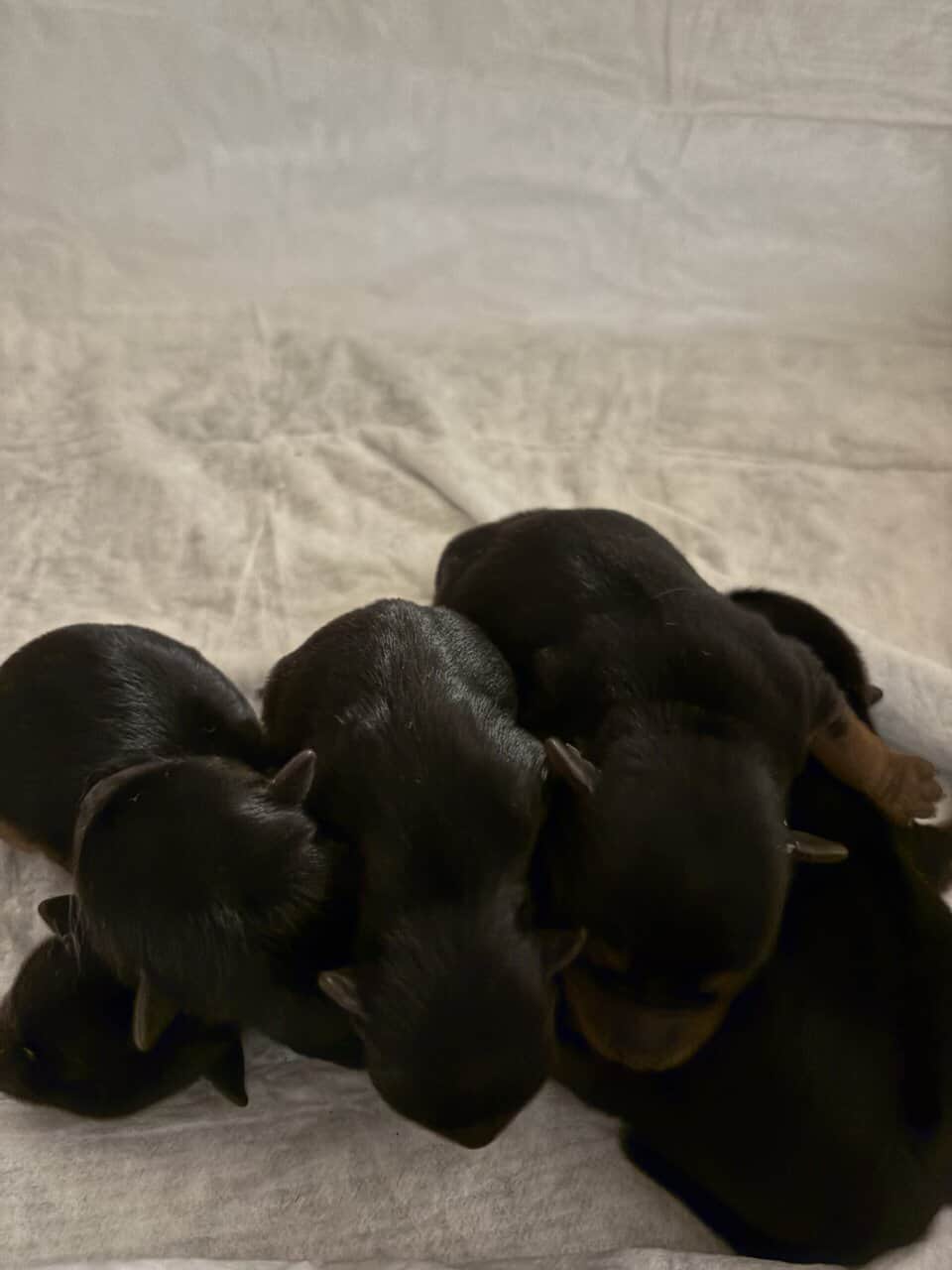 Yorkie babies 223 image 1