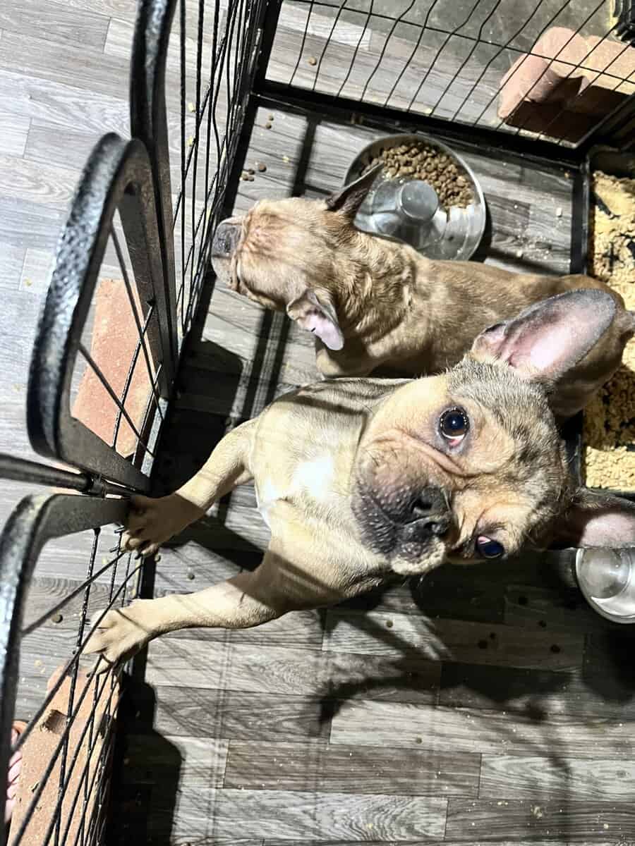 French Bulldog image 1