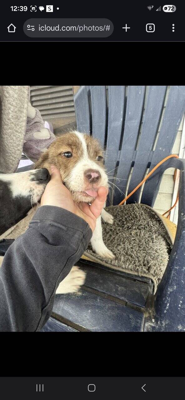 Free Blue nose pit and Golden doodle puppies image 11