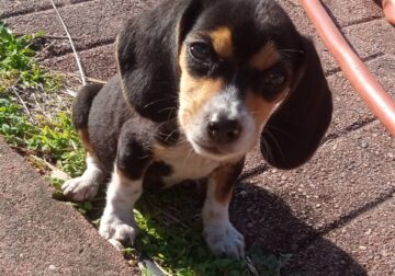 Beagle