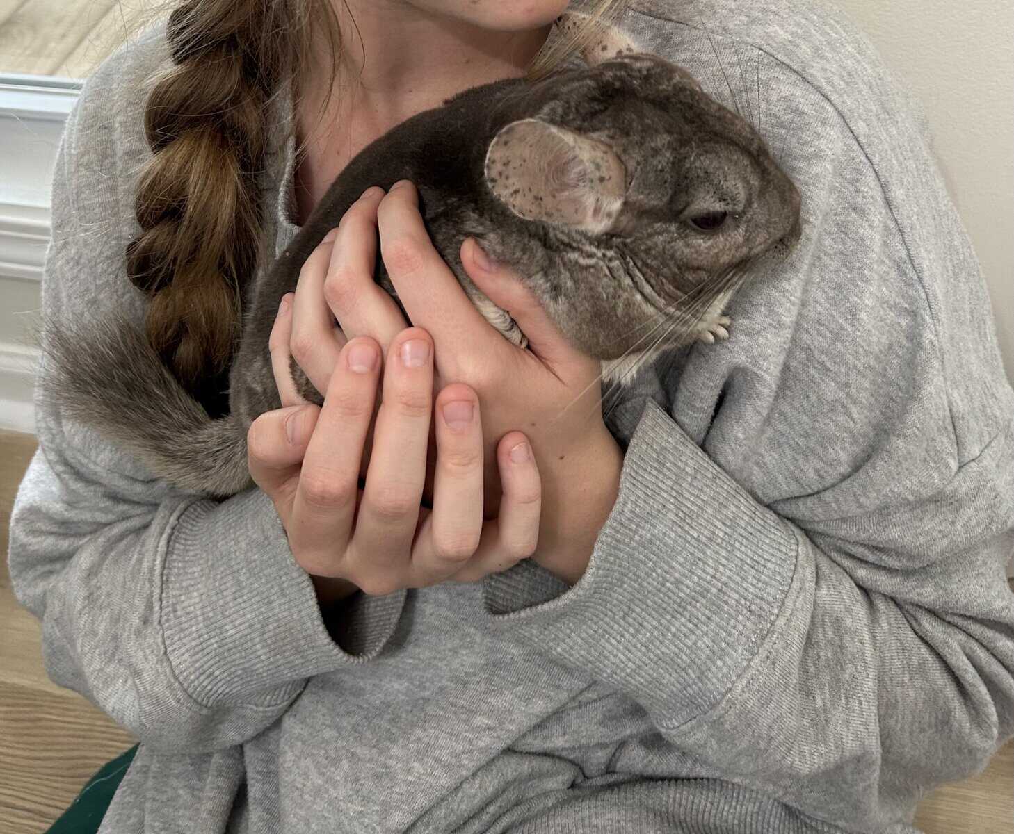 Chinchilla for sale image 1
