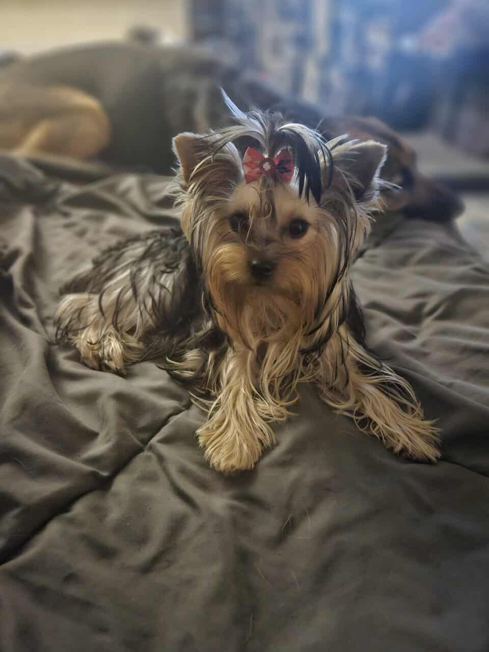Yorkie puppies for loving home image 7