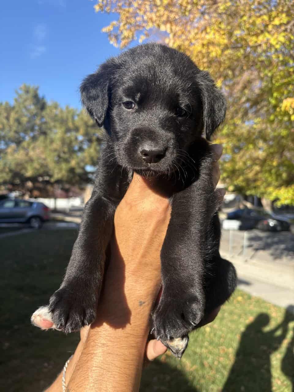 Lab × Husky Puppies Looking for Loving Homes! image 2