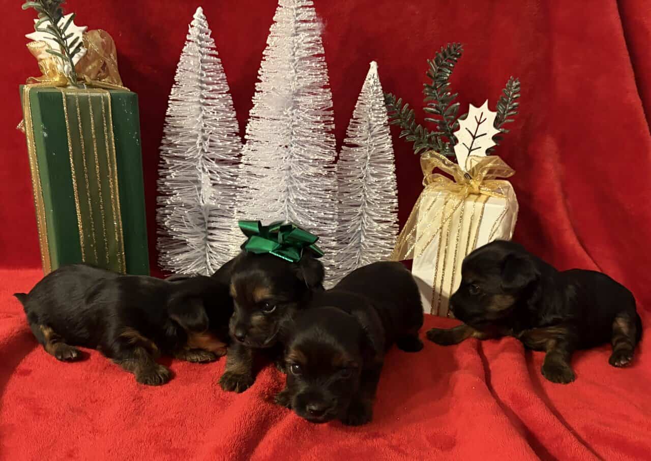 Purebred Yorkies image 1