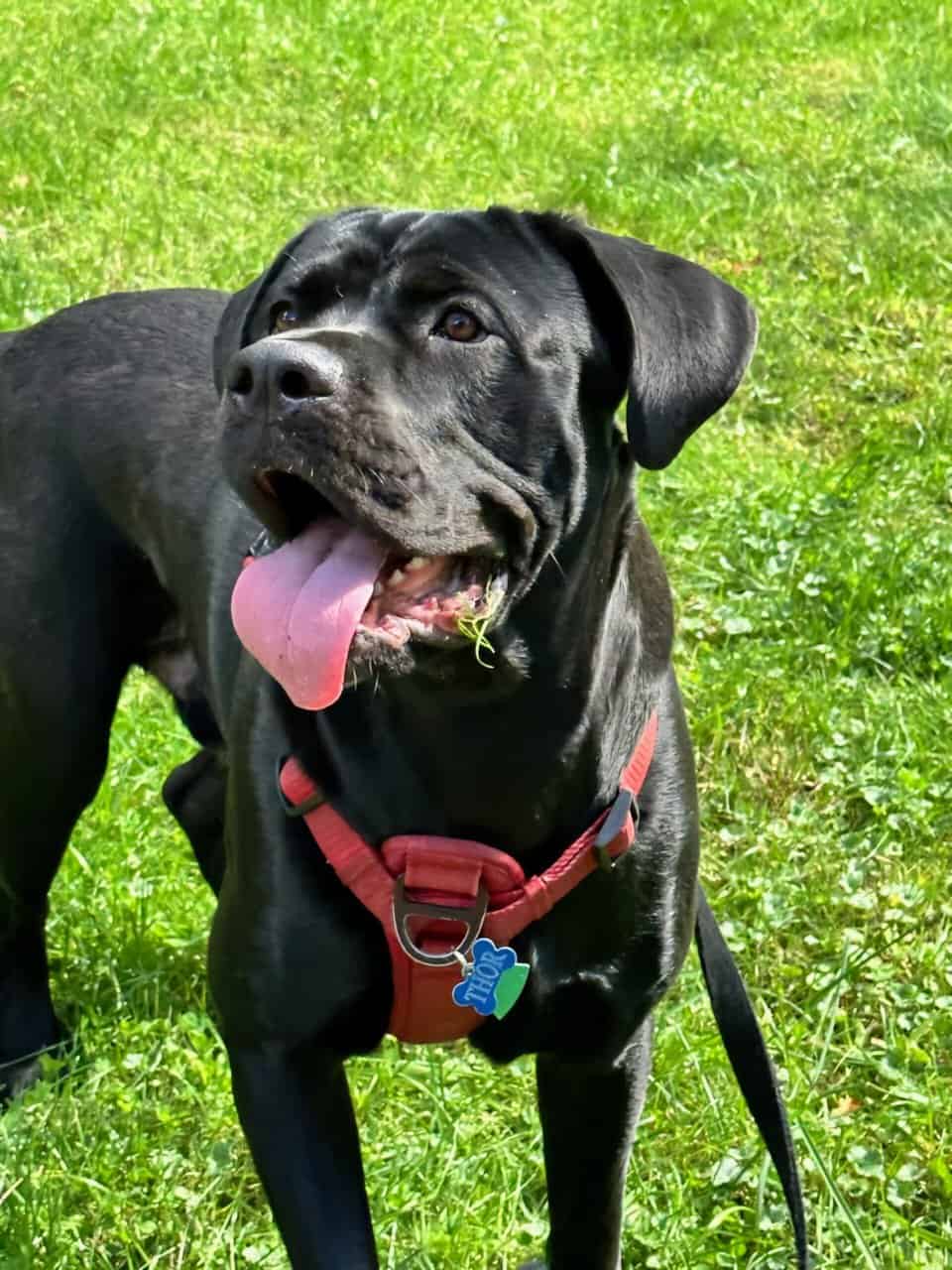 2 going on 3 years Cane Corso image 5