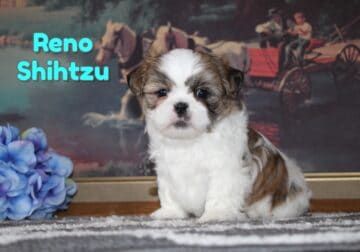Reno Male Shihtzu