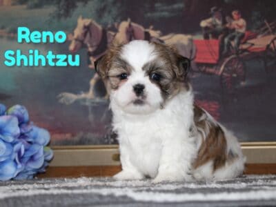 Reno Male Shihtzu