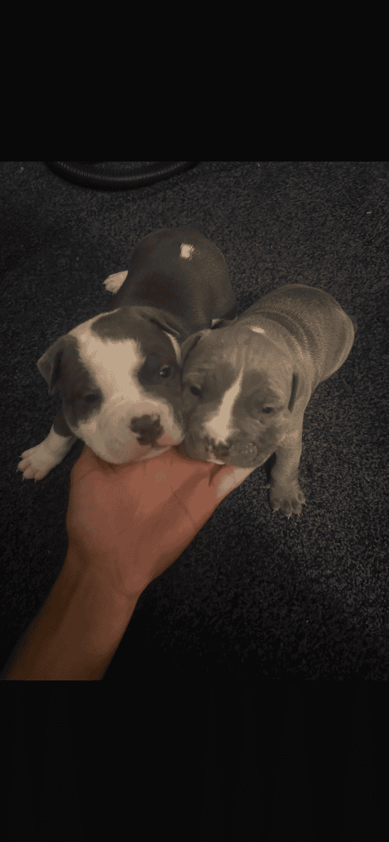 puppies bully and pitbull mixed image 4