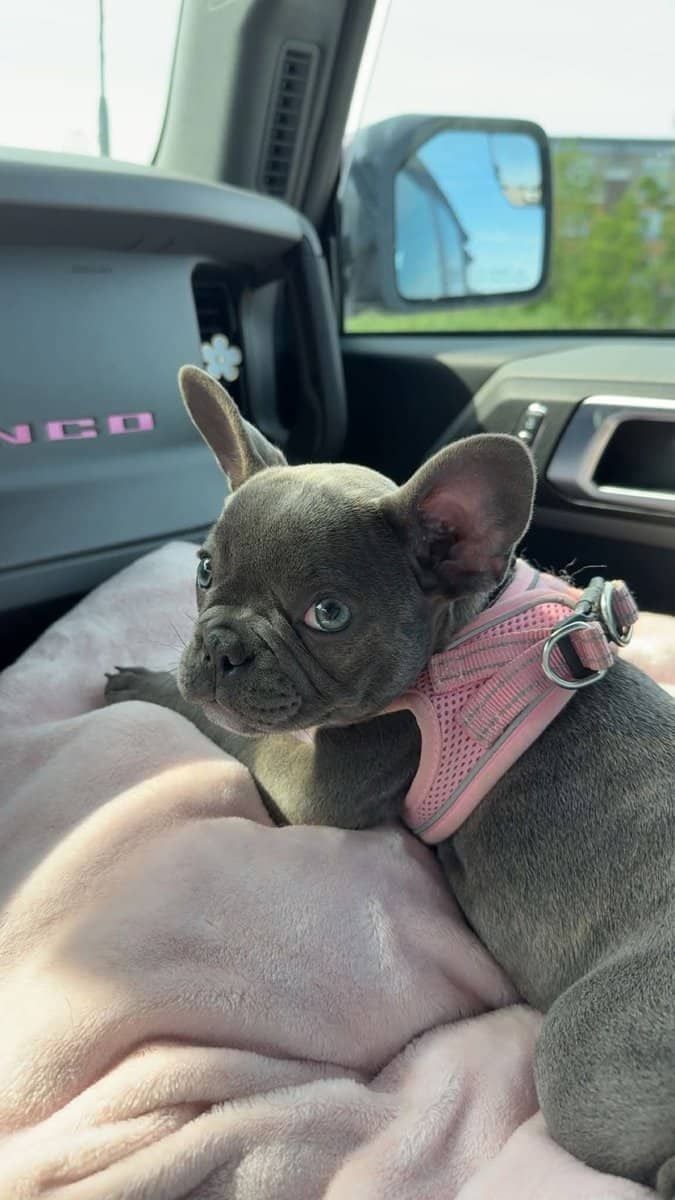 French Bulldog image 2