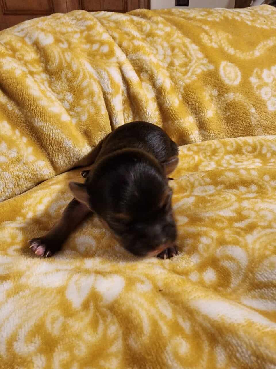 Yochi Puppies image 6