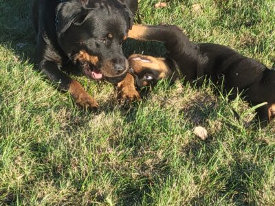 Rottweiler puppies, AKC registered parents