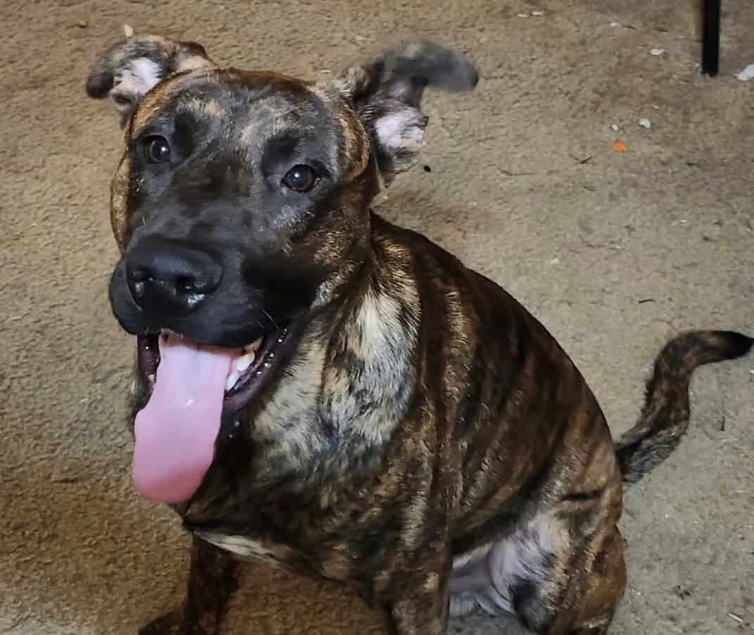 Free Dog to Good Home image 1