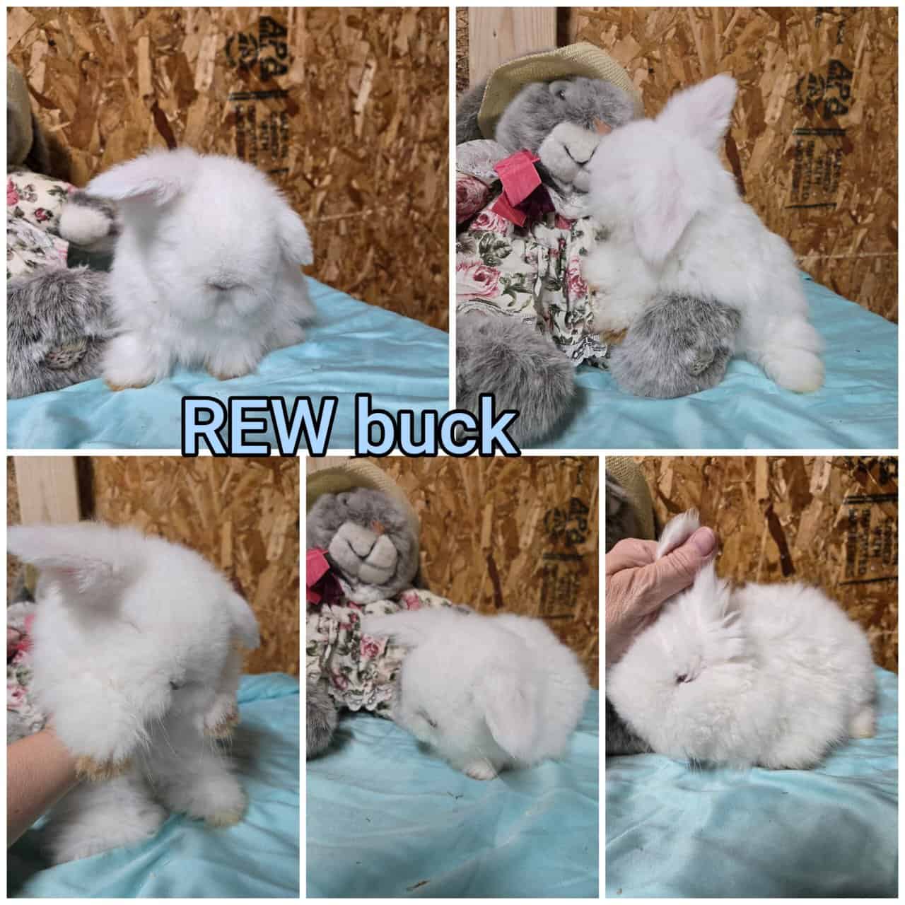 Teddywidder bunnies image 2