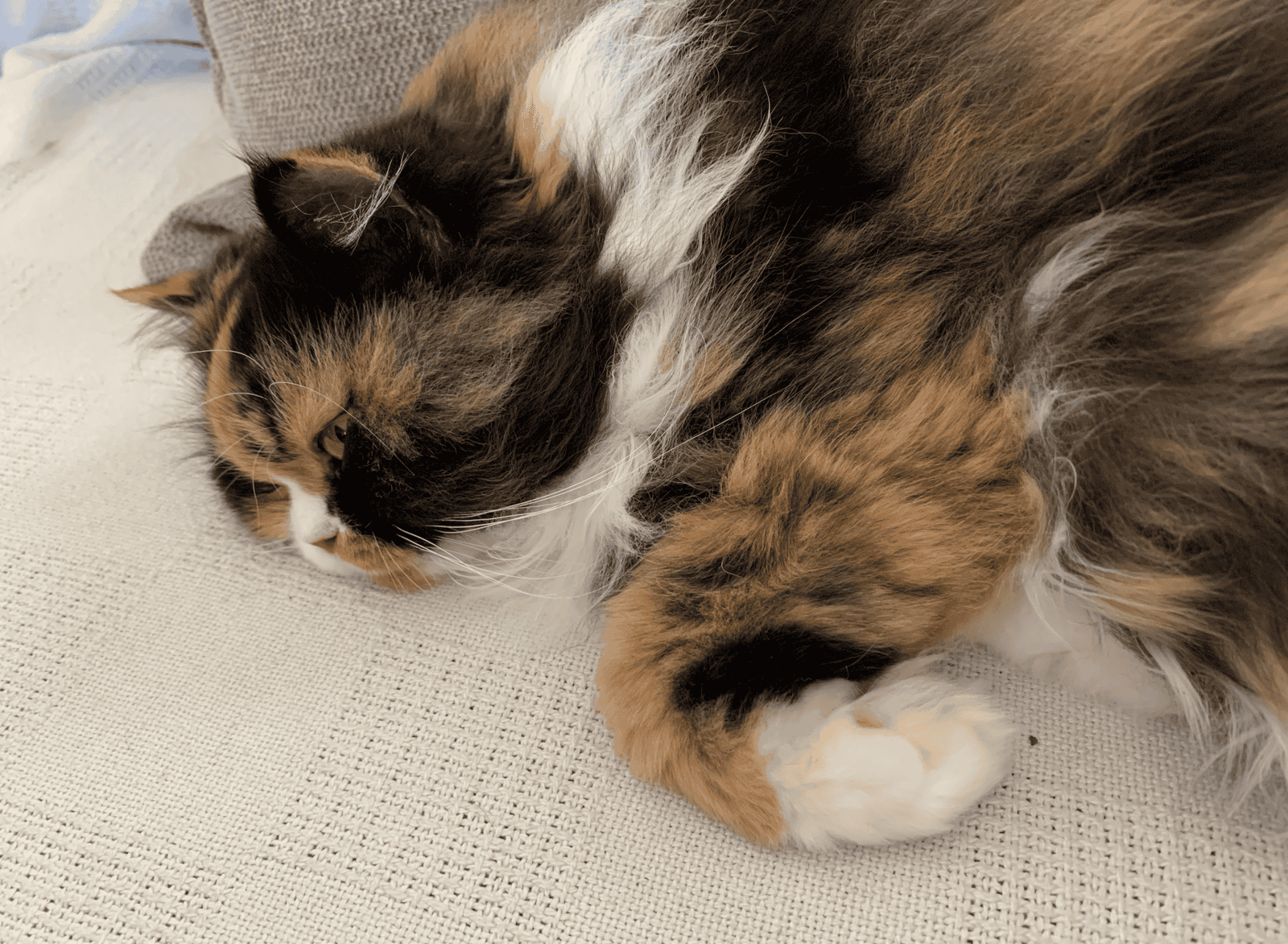 Adorable Persian Calico looking for furever home image 4