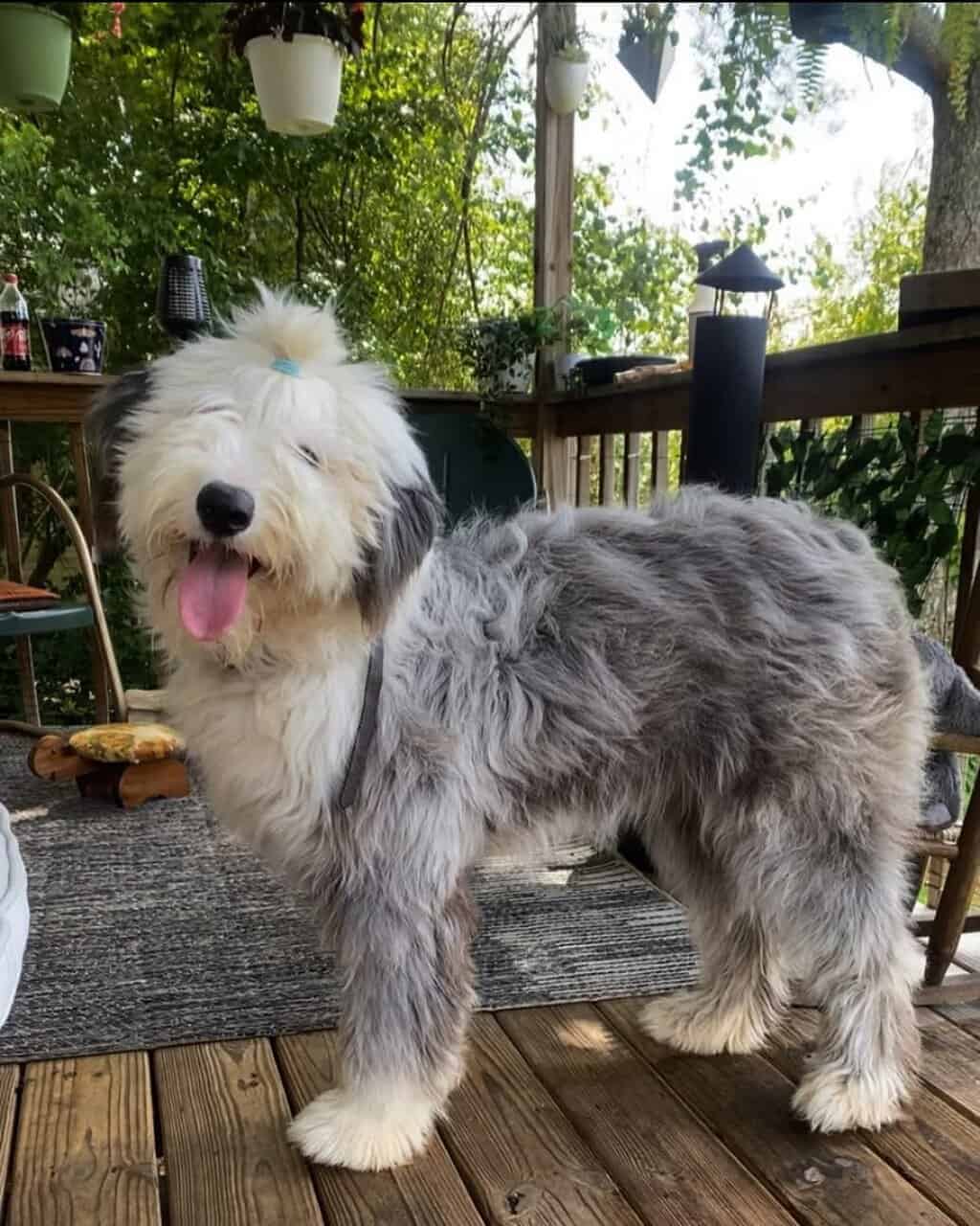 Sheepadoodle puppies image 8
