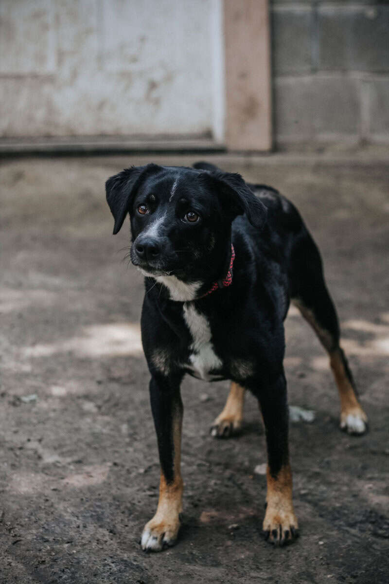 Australian Shepheard Mix image 4