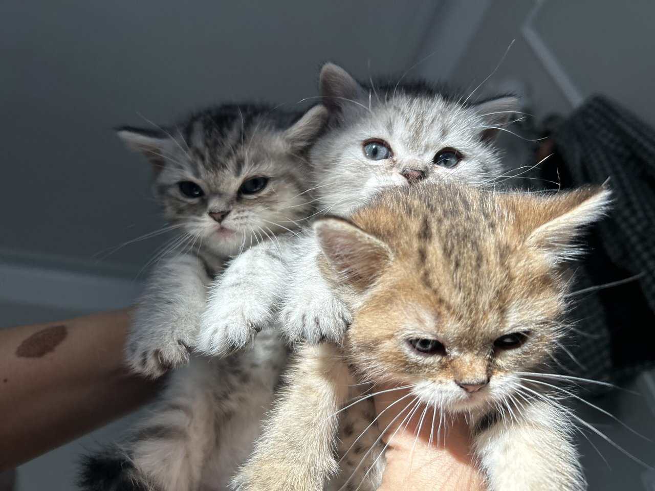 Scottish kittens image 9