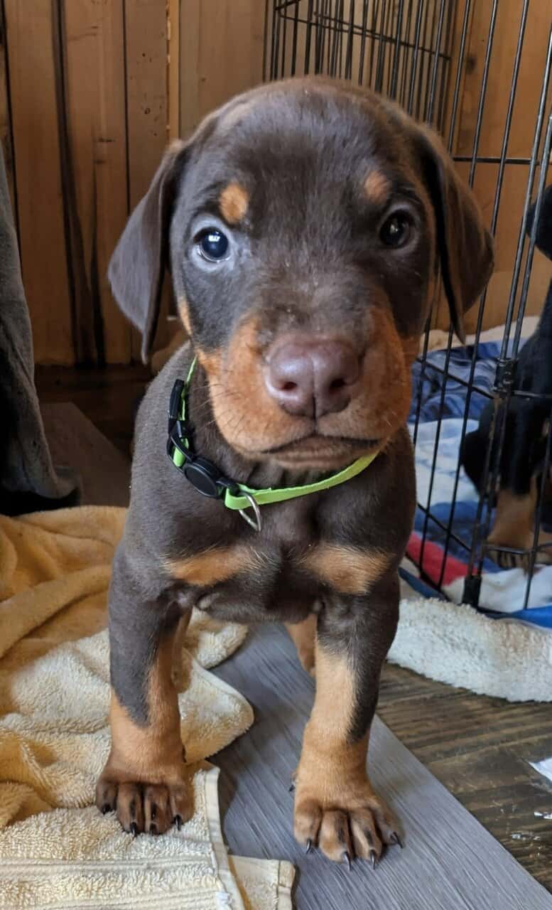 Doberman champion line image 4