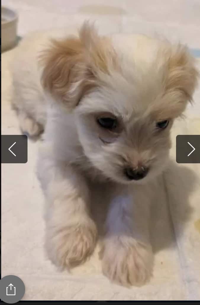 7weeks old maltese/maltipoo, Las Vegas image 2
