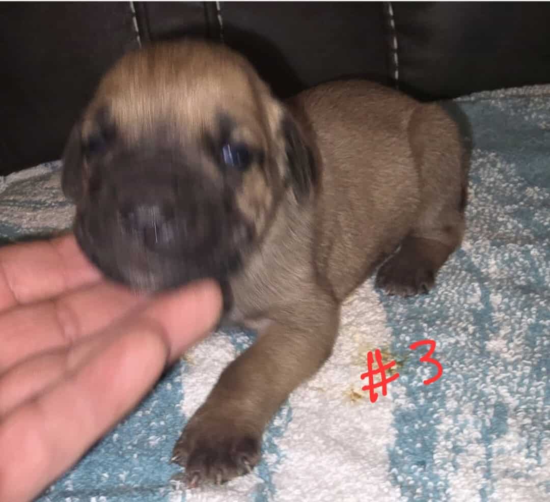 Cane Corso puppies image 1