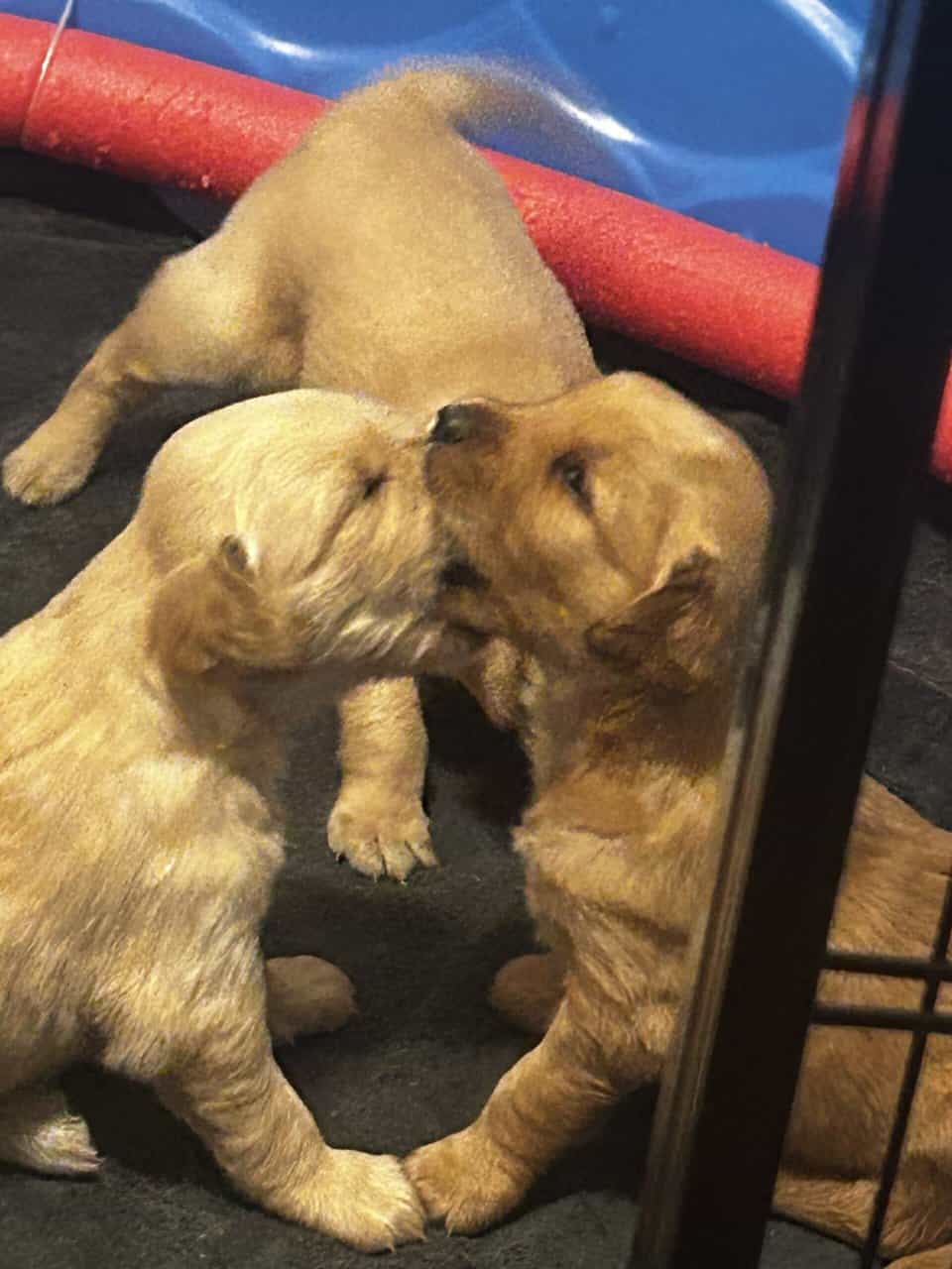 Golden Retriever puppies image 2