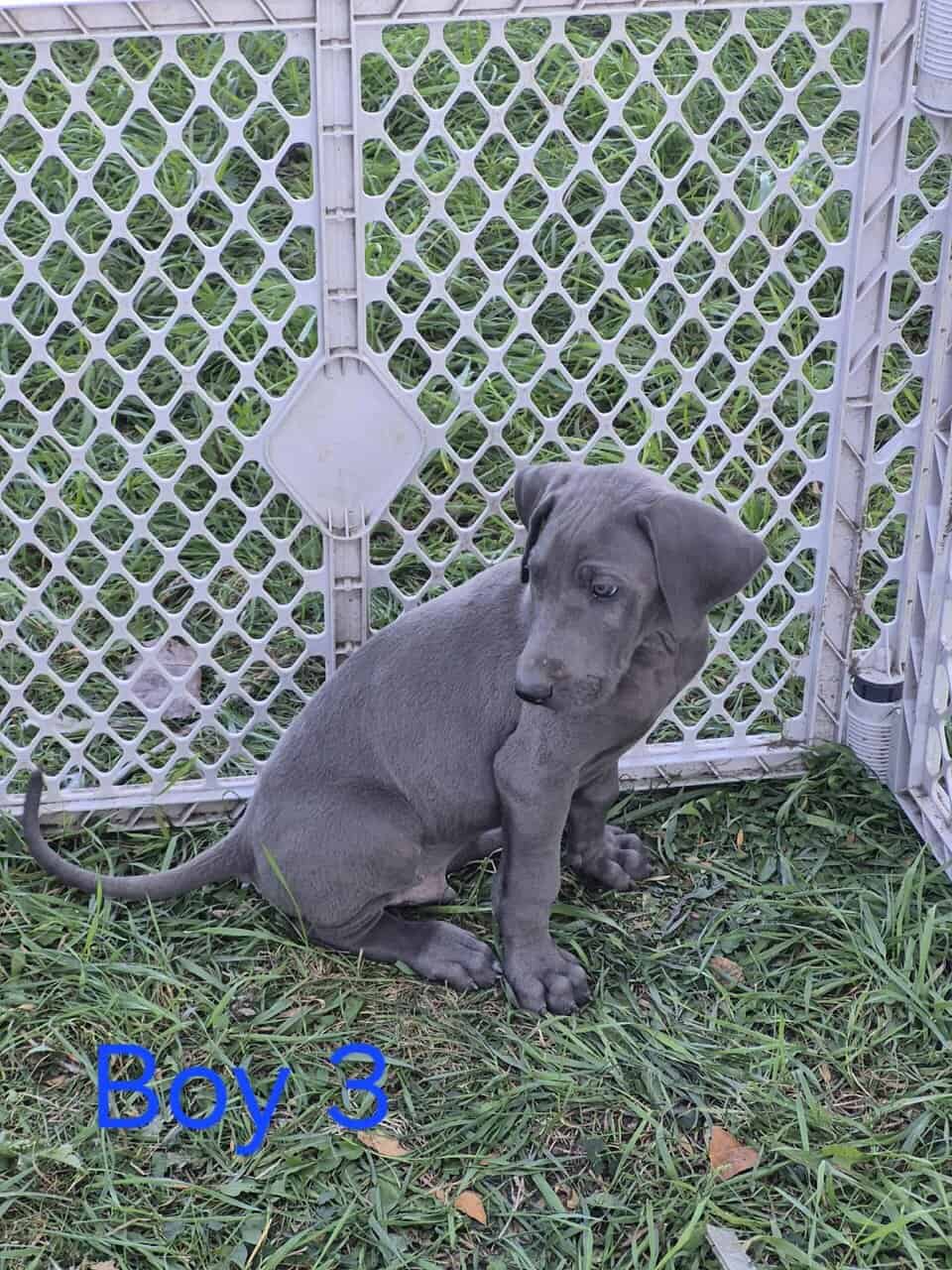 Great Dane image 2