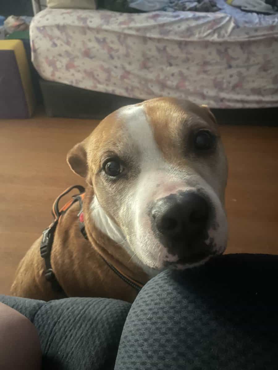 Ace is looking for a new home. image 2
