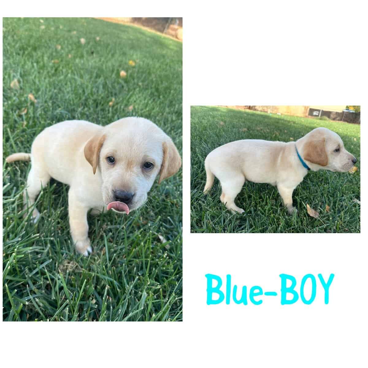 AKC Labrador puppies image 1