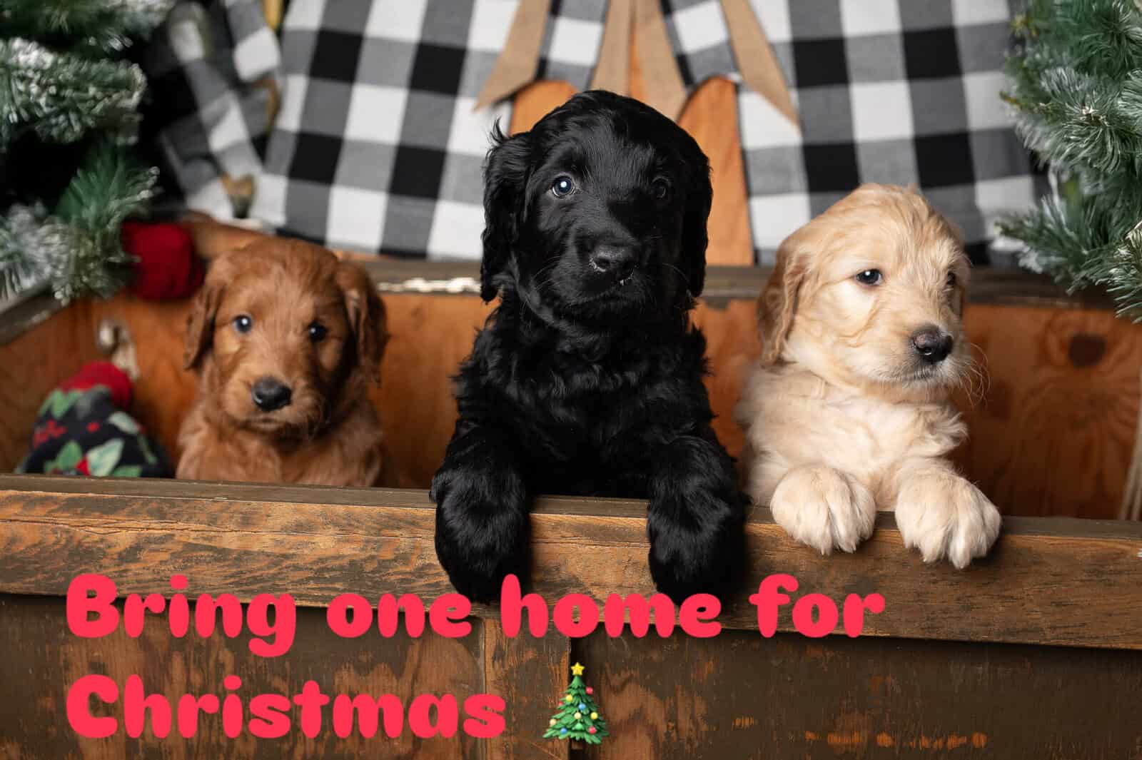 Puppy for sale image 1