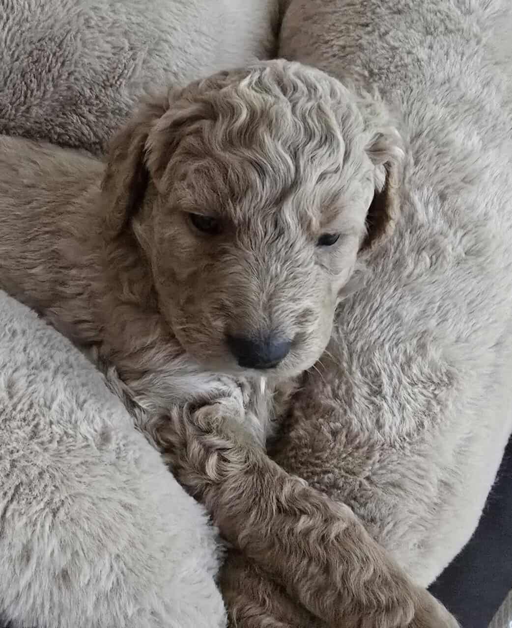 Golden Bernadoodle Puppies image 6