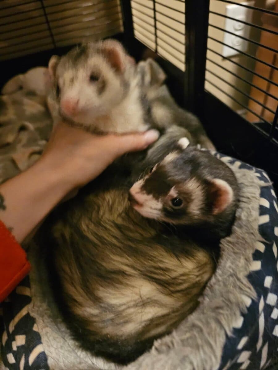 2 sweet male sibling ferrets for rehoming image 3