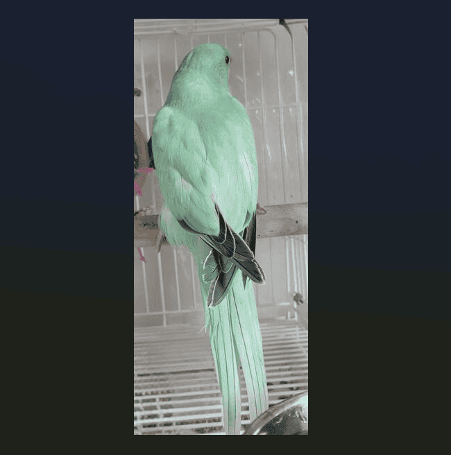 Indian Ringneck Parakeet image 6
