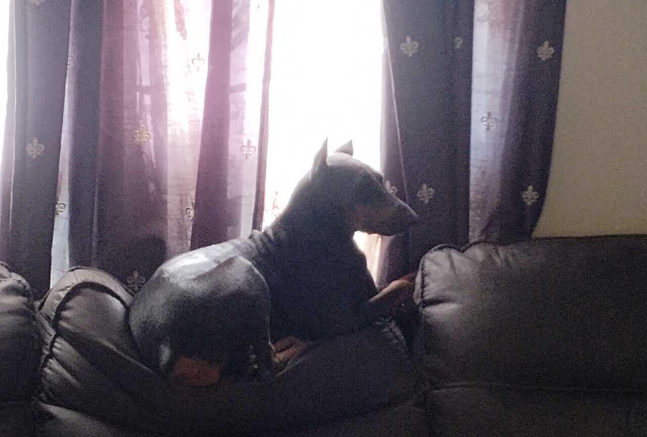 💙 AKC Reg Blue Doberman For Sale image 3