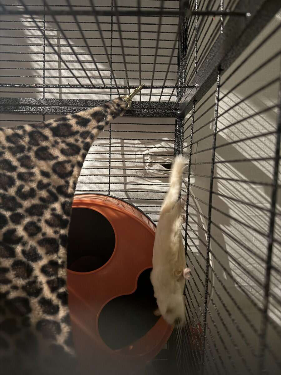 Sugar gliders - 2 female image 5