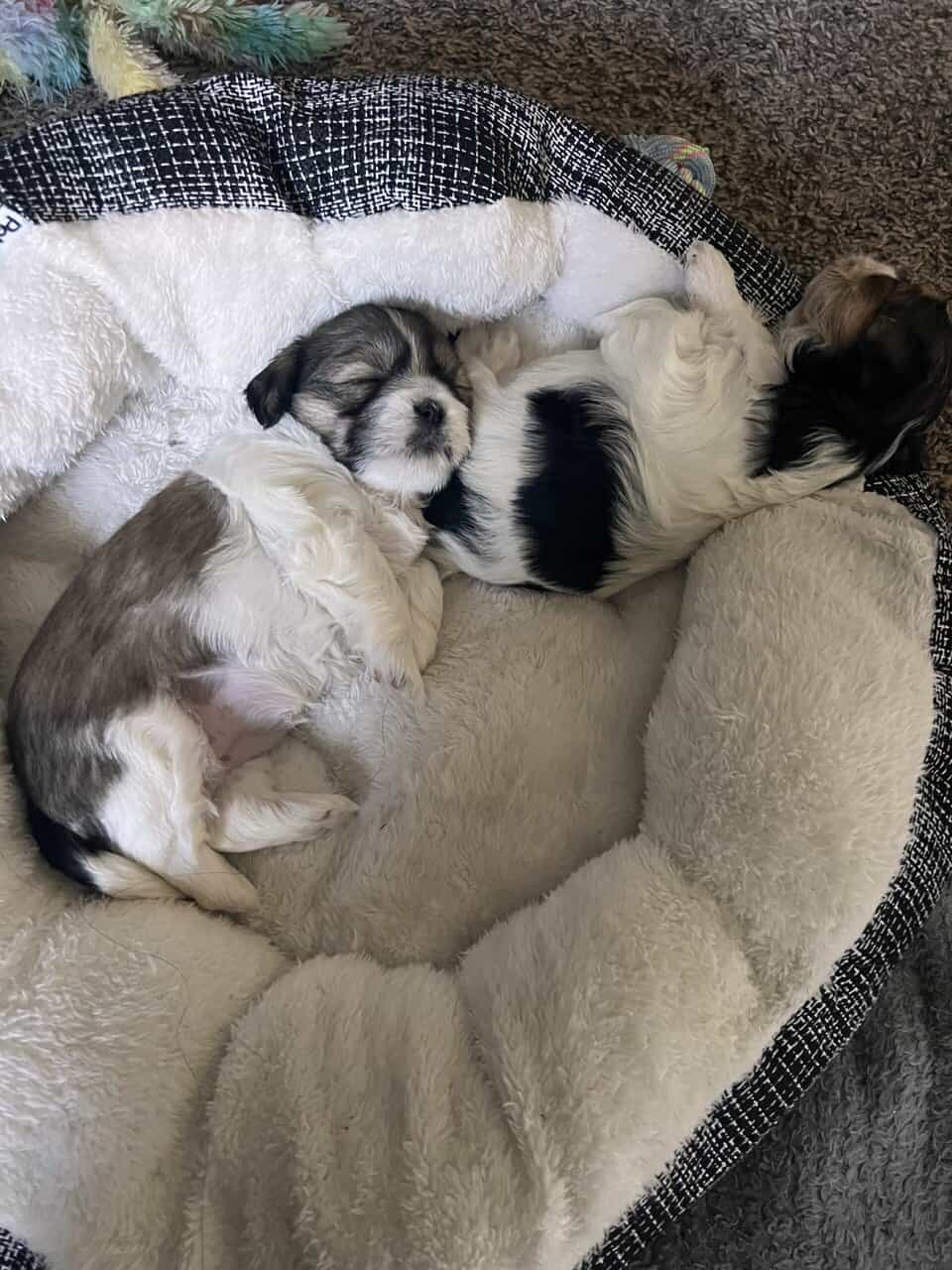 Morkie female puppies image 1