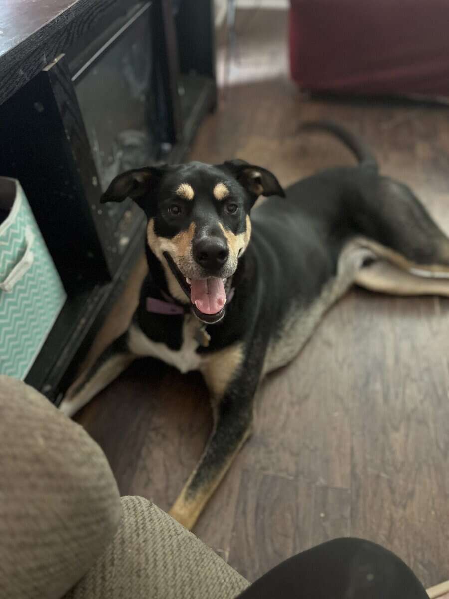 Looking for a new home - mixed breed husky / shep image 4