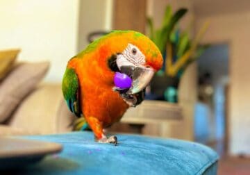 Bright – 2024 Catalina Macaw!