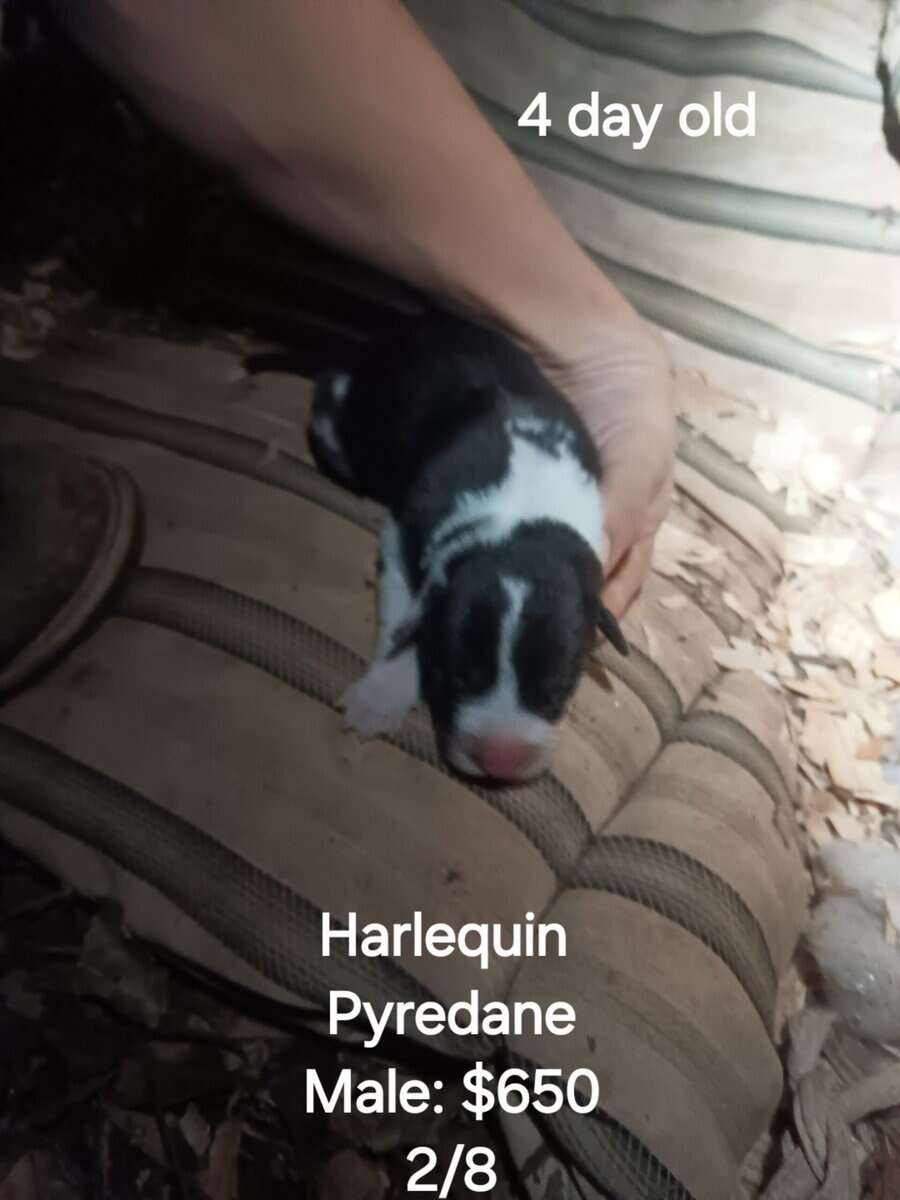 GREAT PYRE-DANE PUPPIES image 3